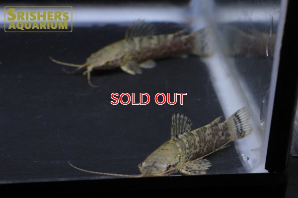 画像4: バンデッドホプロ WILD （ペルー）