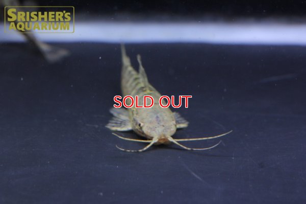 画像5: バンデッドホプロ WILD （ペルー）