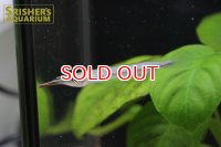 レッドラインハーフビーク
