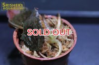 水草 クリプトコリネ ストリオラータ WILD n-1 (１株)