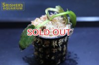 水草 クリプトコリネ レギナ WILD n-2 (１株)