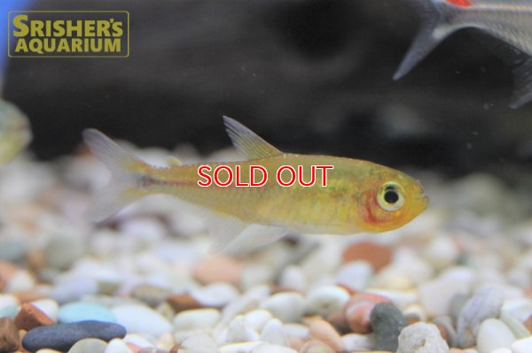 画像3: ハイフェソブリコンSP アマヤスーパーレッド