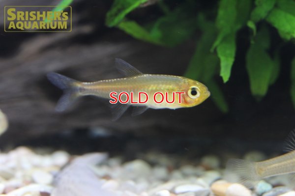 画像6: ハイフェソブリコンSP アマヤスーパーレッド