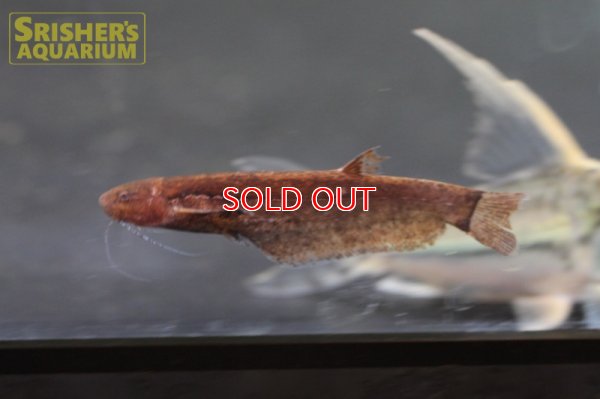 画像4: ヘロゲネスキャット（ペルー）