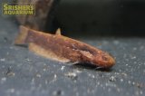 ヘロゲネスキャット（ペルー）