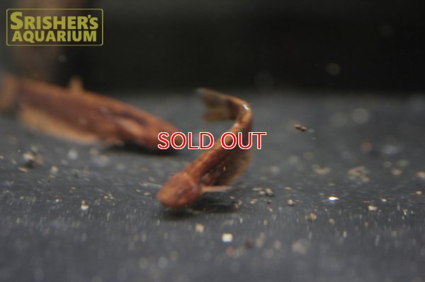 画像3: ヘロゲネスキャット（ペルー）