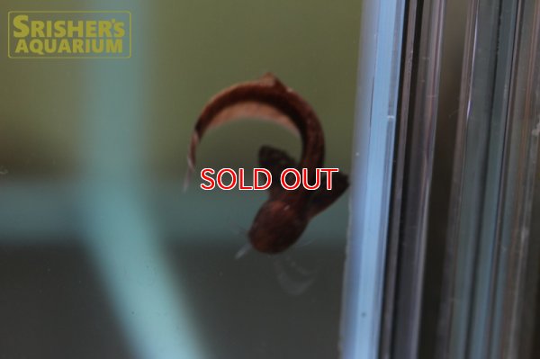 画像7: ヘロゲネスキャット（ペルー）