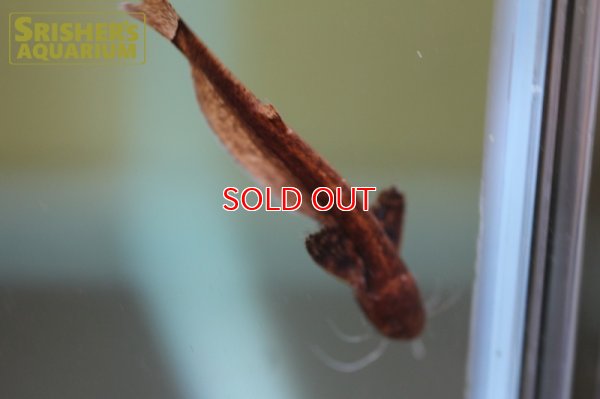 画像5: ヘロゲネスキャット（ペルー）