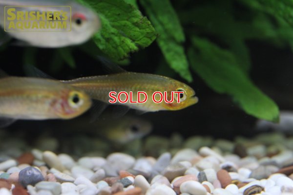 画像8: ハイフェソブリコンSP アマヤスーパーレッド