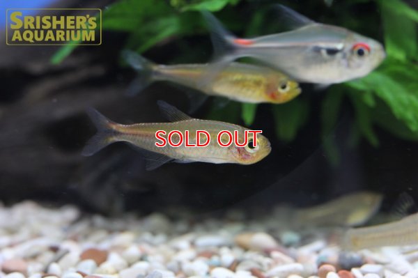 画像5: ハイフェソブリコンSP アマヤスーパーレッド