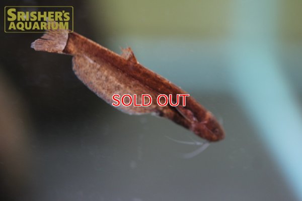 画像6: ヘロゲネスキャット（ペルー）