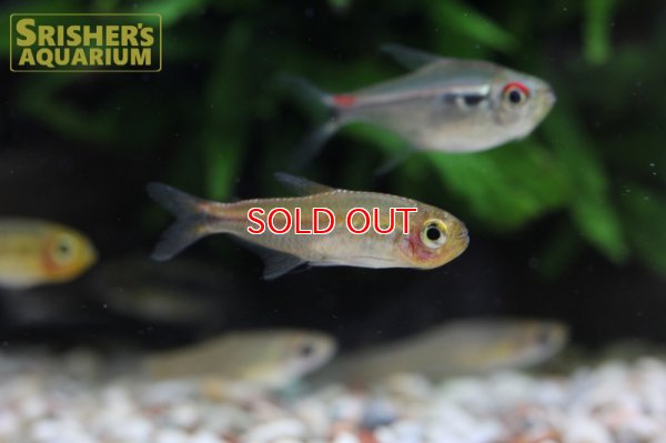 画像7: ハイフェソブリコンSP アマヤスーパーレッド