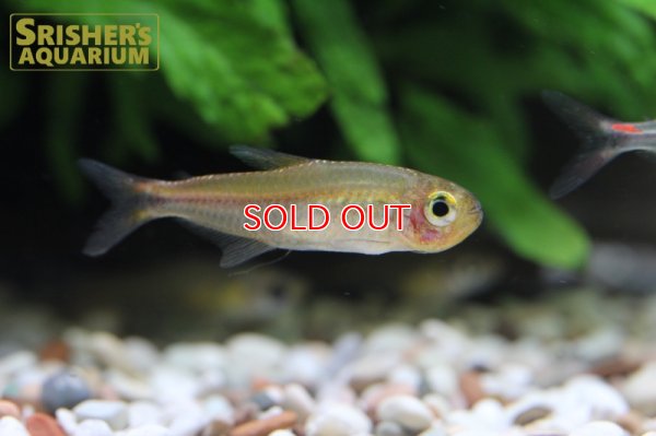 画像4: ハイフェソブリコンSP アマヤスーパーレッド