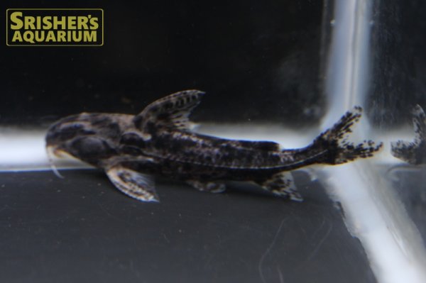 画像2: ゴーストドラス