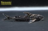 ゴーストドラス