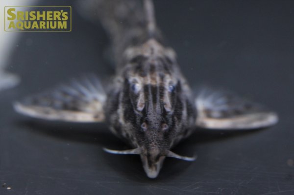 画像4: ゴーストドラス