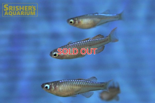 画像4: シュードムギル ｓｐ ティミカ