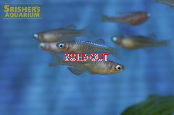 画像3: シュードムギル ｓｐ ティミカ