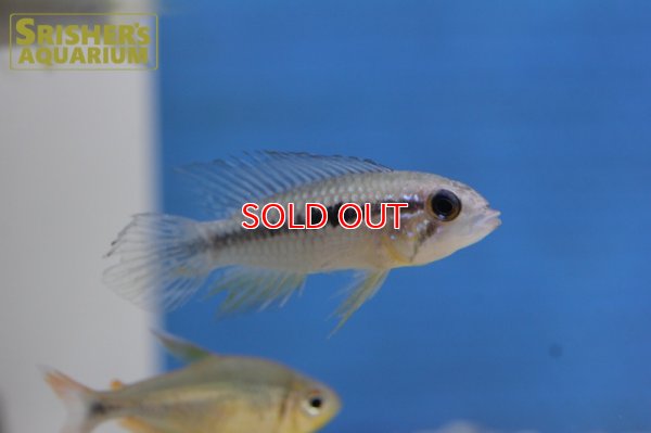 画像7: アピストグラマ アガシジー ジャカルカパ WILD (ペア)