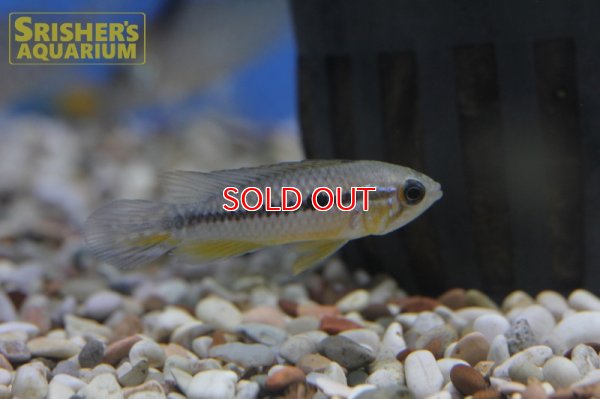 画像3: アピストグラマ アガシジー アレンカーバハマンサ WILD (ペア)