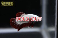 ベタ プラガット メタリカ レッド オス
