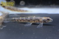 ブラウンジェットダータ