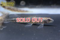 ブラウンジェットダータ