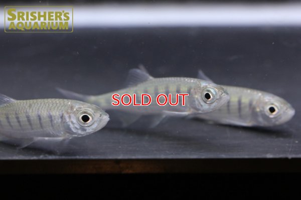 画像5: ストライプミラーバリリウス