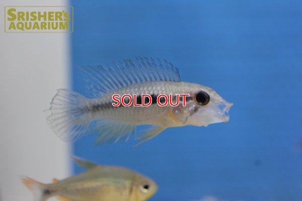 画像4: アピストグラマ アガシジー ジャカルカパ WILD (ペア)