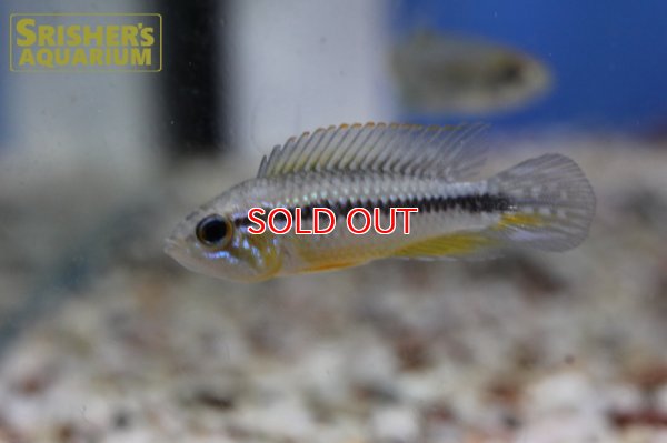 画像5: アピストグラマ アガシジー アレンカーバハマンサ WILD (ペア)