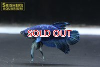 ベタ プラガット メタリカ ブルー オス