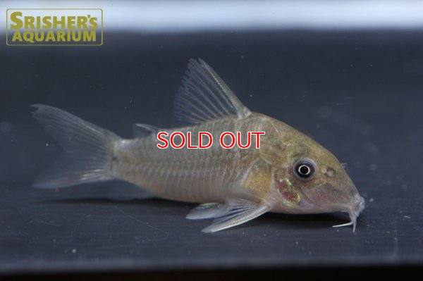 画像3: コリドラス　クリスタルアマレーラ