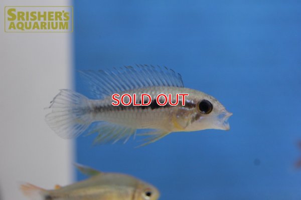 画像3: アピストグラマ アガシジー ジャカルカパ WILD (ペア)