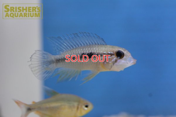 画像5: アピストグラマ アガシジー ジャカルカパ WILD (ペア)