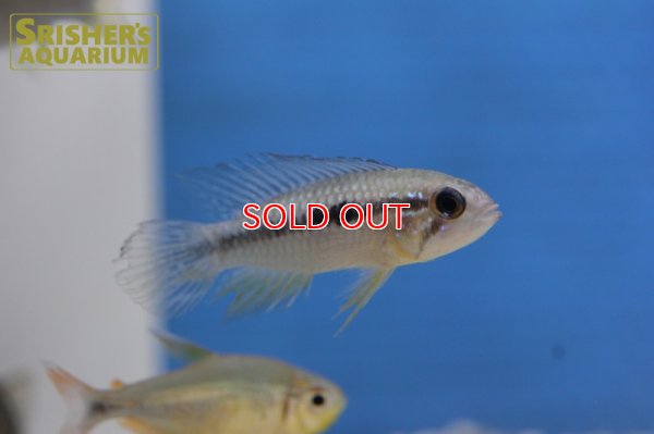 画像8: アピストグラマ アガシジー ジャカルカパ WILD (ペア)