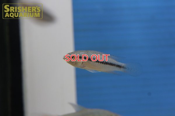 画像10: アピストグラマ アガシジー ジャカルカパ WILD (ペア)