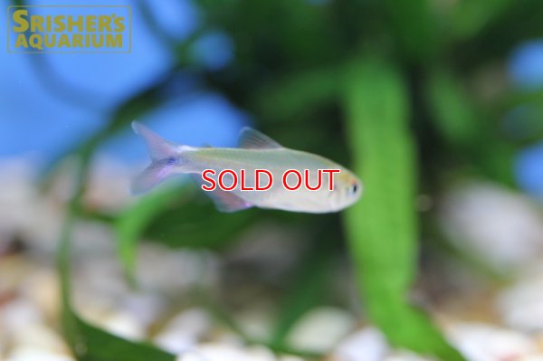画像8: ブラッドフィンスカイブルーテトラ