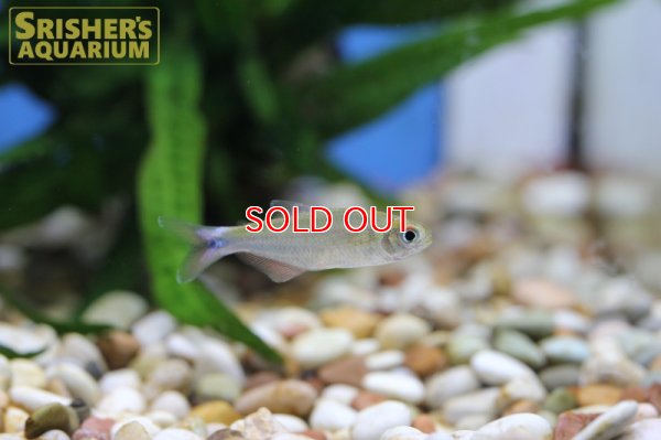 画像9: ブラッドフィンスカイブルーテトラ