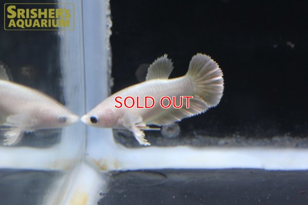 画像5: ベタ ハーフムーンプラガットダンボ メス n-1