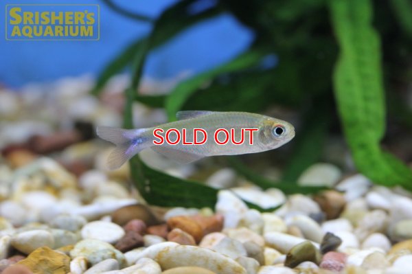 画像4: ブラッドフィンスカイブルーテトラ