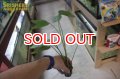 水草 エキノドルス セント エルモズファイア（１POT）