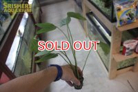 水草 エキノドルス セント エルモズファイア（１POT）