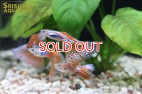 国産レッドグラスグッピー（オス）