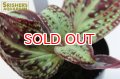 観葉植物 ソネリラSP ベトナムn-1