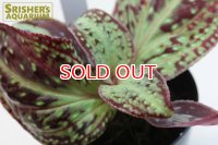 観葉植物 ソネリラSP ベトナムn-1