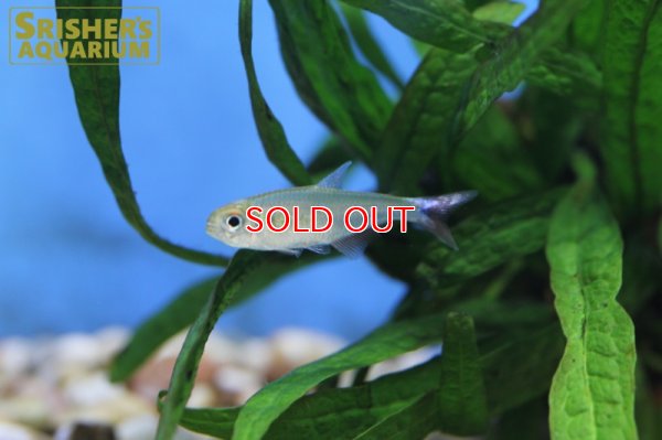 画像6: ブラッドフィンスカイブルーテトラ