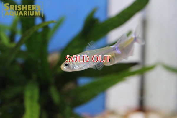 画像10: ブラッドフィンスカイブルーテトラ