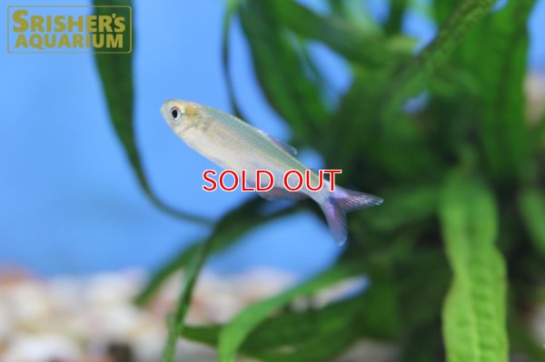 画像7: ブラッドフィンスカイブルーテトラ