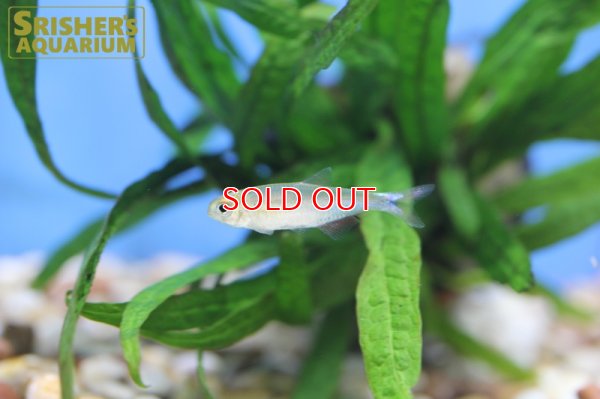 画像5: ブラッドフィンスカイブルーテトラ