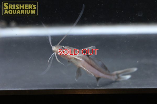 画像5: ブルーバックキャット(ペルー)